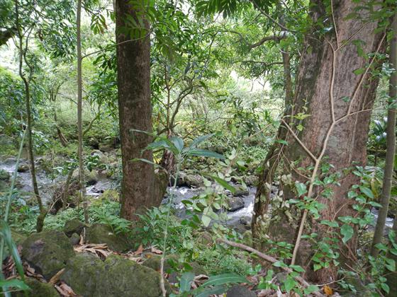 Stream along the trail