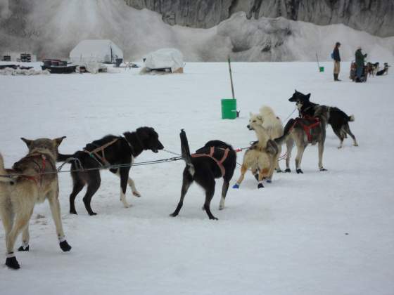 Lead Dog checking the team