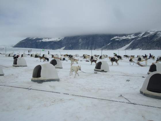 All the dogs igloos