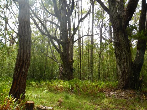 Trees along the way to lookout