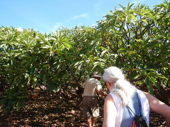 Molokai Plumeria Farm   Dick guiding us through the fields