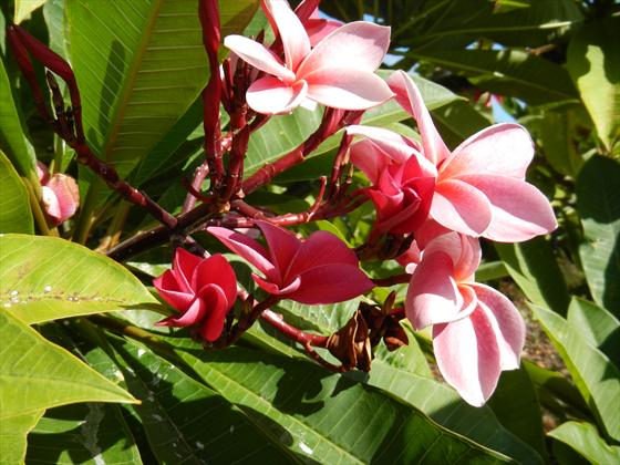 Plumeria up close before picking