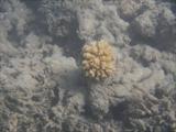 Murky water but found this coral