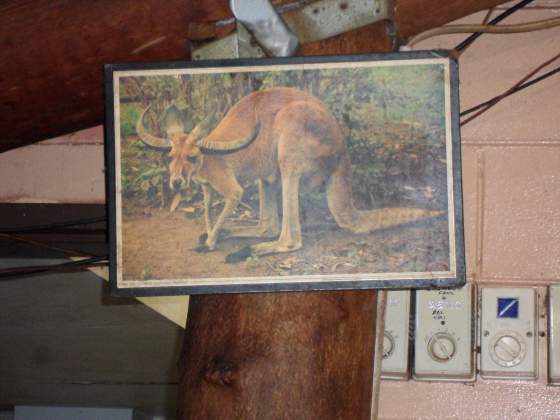 Aussie's equivalent of a Jackalope