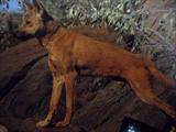 Photo of a Dingo