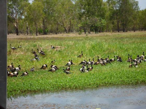 Magpie Geese