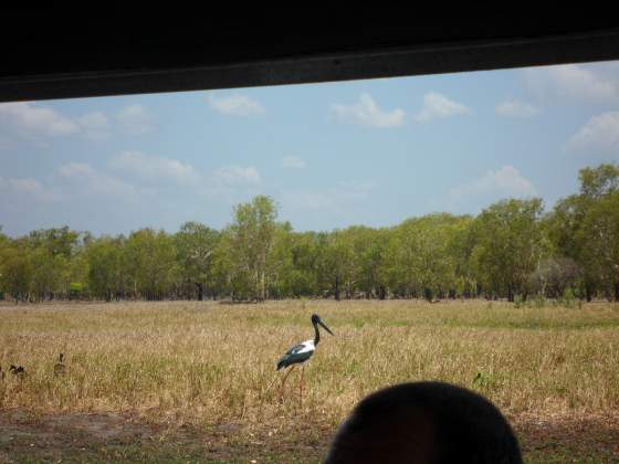 Male Jabiru