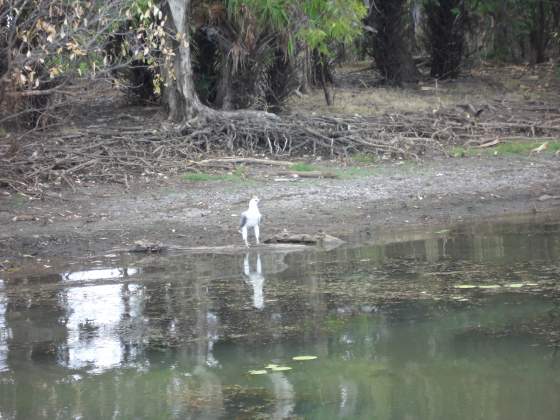 White Bellied Sea Gull