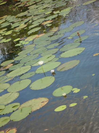 Lilly pads