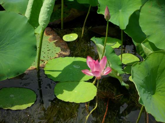 Pink Lily