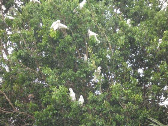 Cockatoos