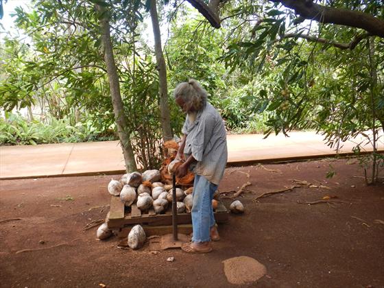 Coconut cracking lession from a local