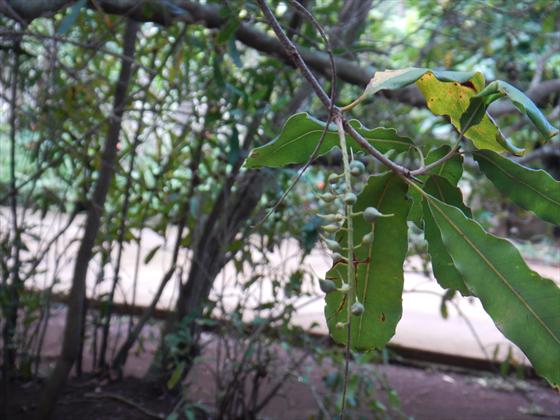 Tiny macadamia nut seeds forming