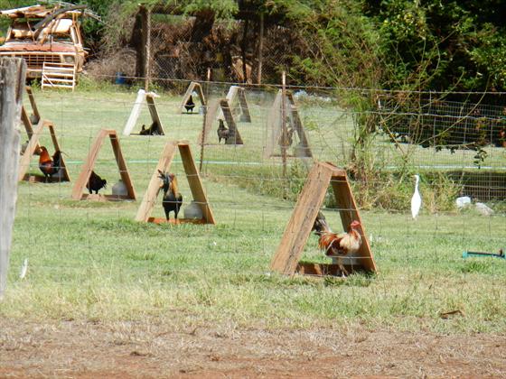 Rooster Farm   eating huts