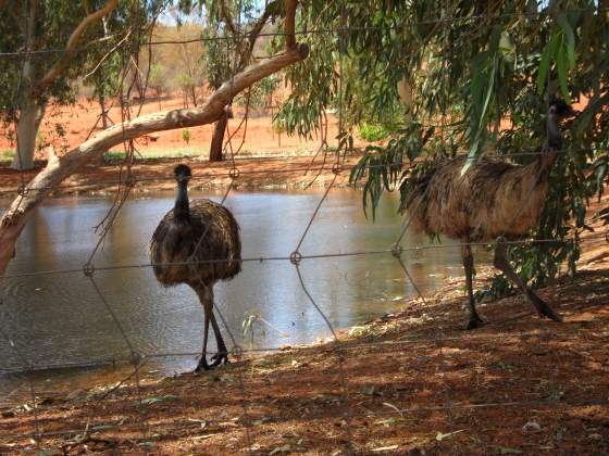 Emu