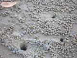 Sand Crab Holes on Trinity Beach