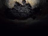 Tiny bats in a cave
