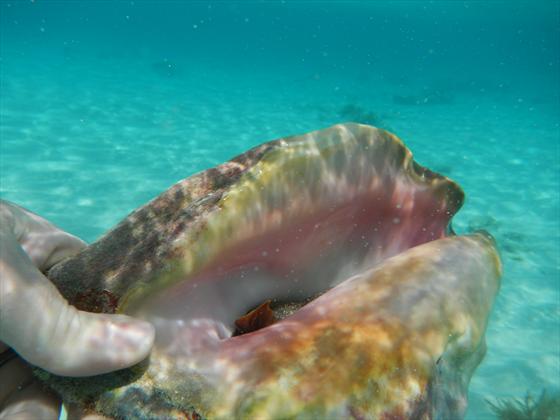 Conch