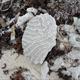 Coral found on the shore