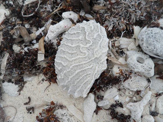 Coral found on the shore