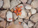 Orange Ants