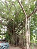 Banyon Tree at Caravan park