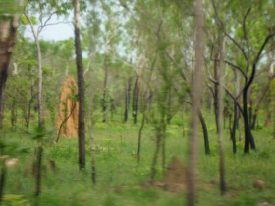 Termite mound (light beige formation)