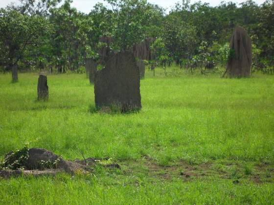 East West Magnetic Termite Mound