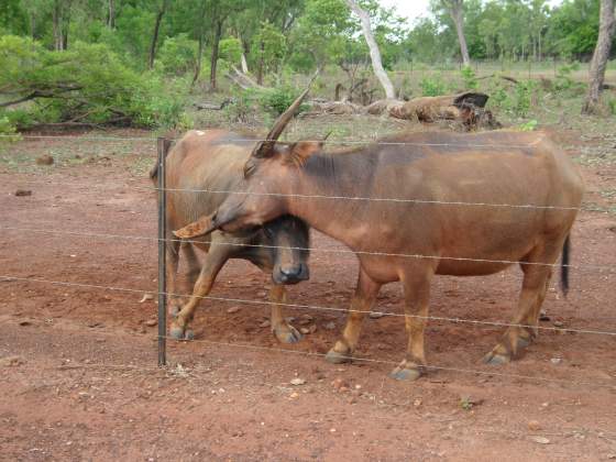 Water Buffalo