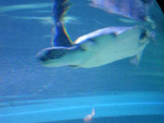 3 flippered turtle new to the Oceanworld Aquarium