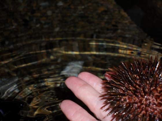 Sea Urchin