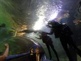 Divers over the aquarium tunnel