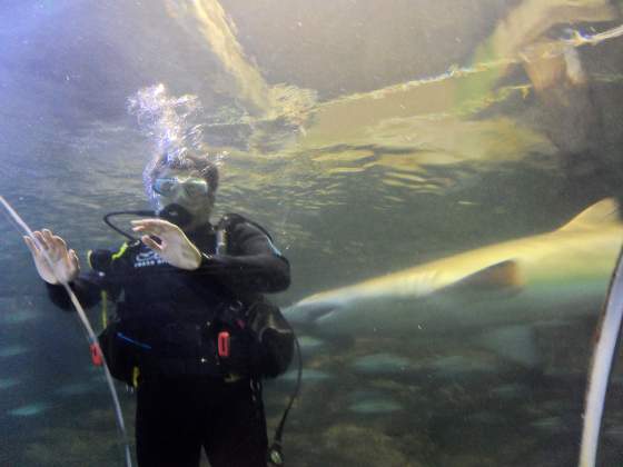 Shark passing behind Tony