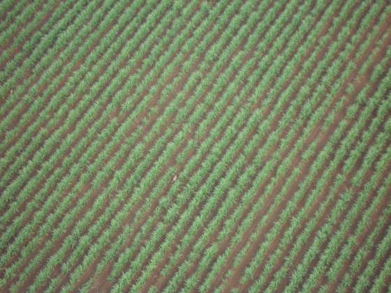 A kangaroo running through the cornfield