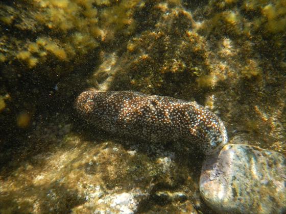 Sea slug in tide pool