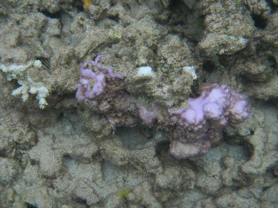 Purple Coral off Murphy's Beach