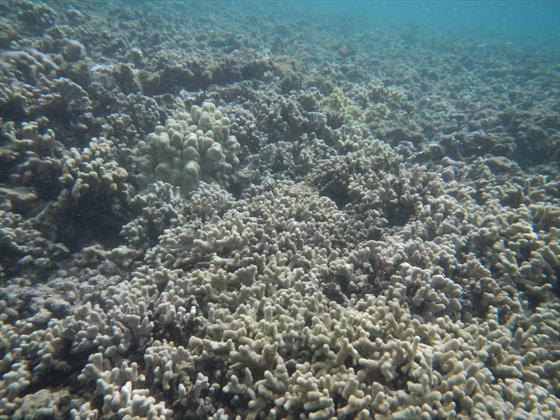 Coral bed