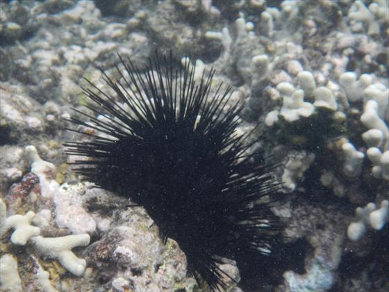 Sea Urchin