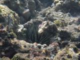 Another Sea Urchin