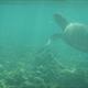 Sea Turtle