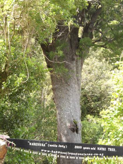 2000 Year Old Makai Tree (Female)