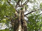 Male Makai Tree