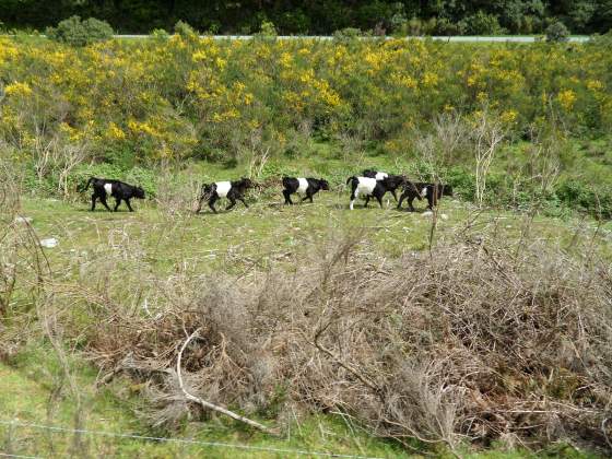 Calves running from the sound of the train