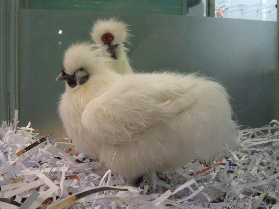 Here Chickie Chickie Chickie