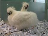 Fuzzy Chickens