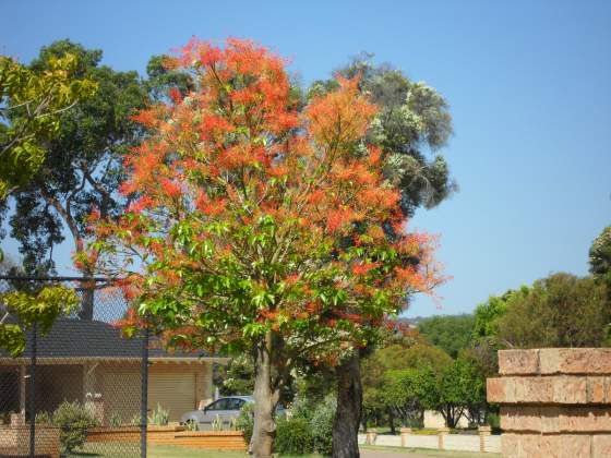 New Zealand Christmas Bush