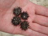 Baby sea urchins