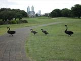 Perth City Skyline and Black Swan Family