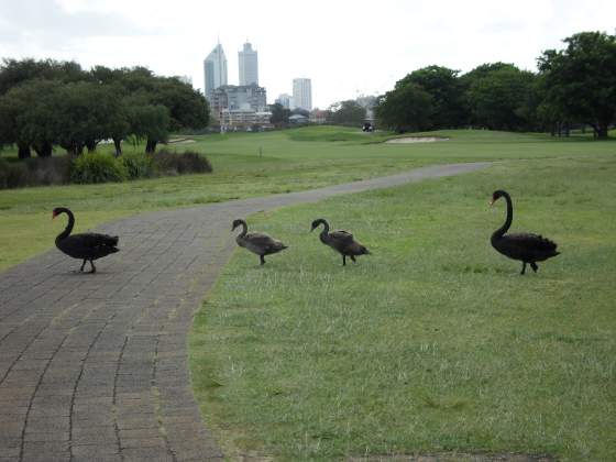 Perth City Skyline and Black Swan Family