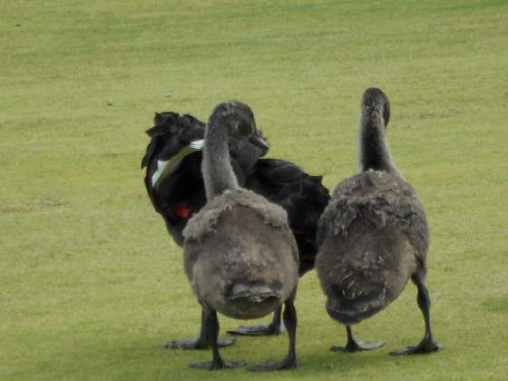 Back view of their waddle across our path